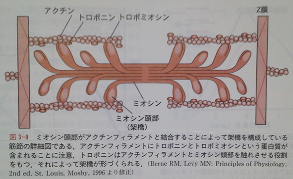 野球動作の前提となる筋肉の基礎 筋線維と筋出力 野球動作分析強化指導サイト ヤキュウモーション