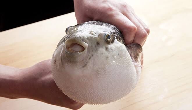 80代男性さん 自分で釣ったフグの味噌汁を味見したらしびれを感じて救急搬送されてしまう Baseballlog 80代男性さん 自分で釣ったフグの味噌汁を味見したらしびれを感じて救急搬送されてしまう Baseballlog