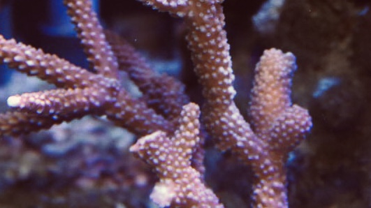 ナウシカ幻想 腐海が深い 霊的な自然への旅 ナウシカ幻想 腐海が深い 霊的な自然への旅