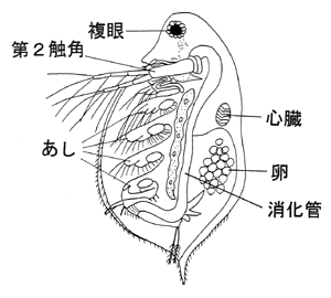 呼吸器の進化 : ・・・・霊的な自然への旅・・・・