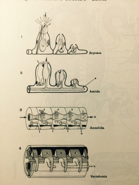 BDDADE6B-38DA-434F-83AB-42C9662CCE31