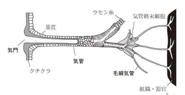 呼吸器の進化 : ・・・・霊的な自然への旅・・・・