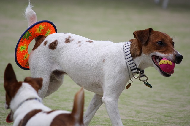 昨日のバジルとミント 100均フリスビー犬 M ガジルとちゃいます バジルでしゅっ ミンちゃんもヨロチクでちゅ 昨日のバジルとミント 100均フリスビー犬 M ガジルとちゃいます バジルでしゅっ ミンちゃんもヨロチクでちゅ