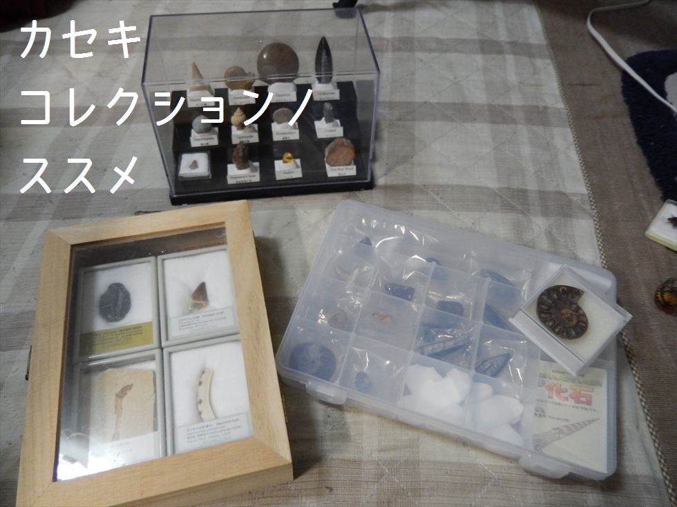 化石これくしょん ～石これ～ : basiroの趣味日記