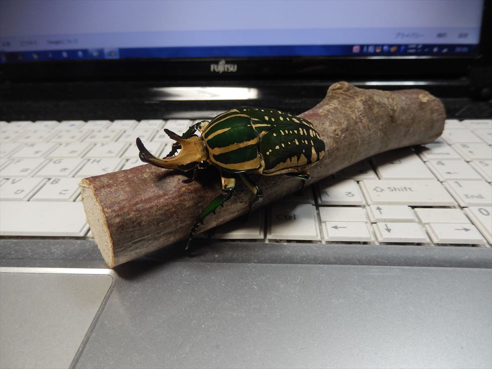 虫注意】ポリフェムスオオツノカナブンを飼ってみた : basiroの趣味日記