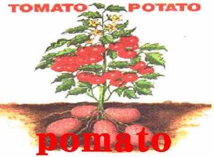 aria the scarlet ammo