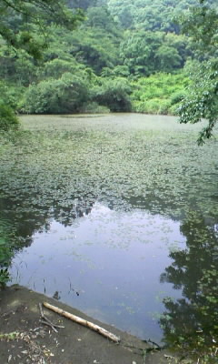6 8 福山野池 ４２ バス釣り日記