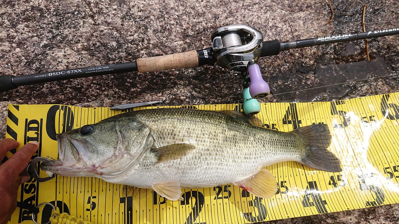 エビカで釣れたしっ 京都山科の釣具屋バスフィールド エビカで釣れたしっ 京都山科の釣具屋バスフィールド