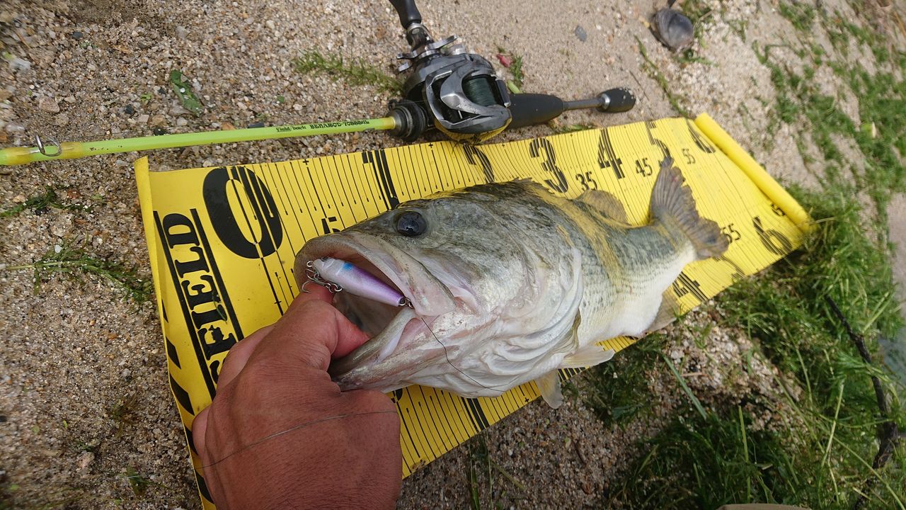 チビペンさんで50up ﾟ ﾟ ｂｷﾀｺﾚ 京都山科の釣具屋バスフィールド