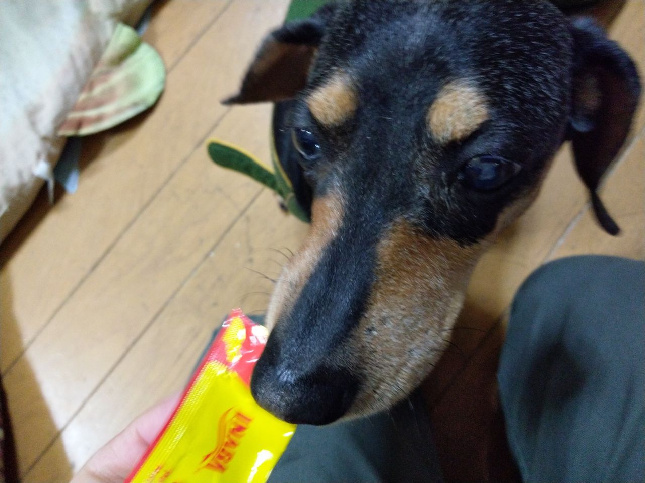 犬チュール 貰いました 京都山科の釣具屋バスフィールド 犬チュール 貰いました 京都山科の釣具屋バスフィールド