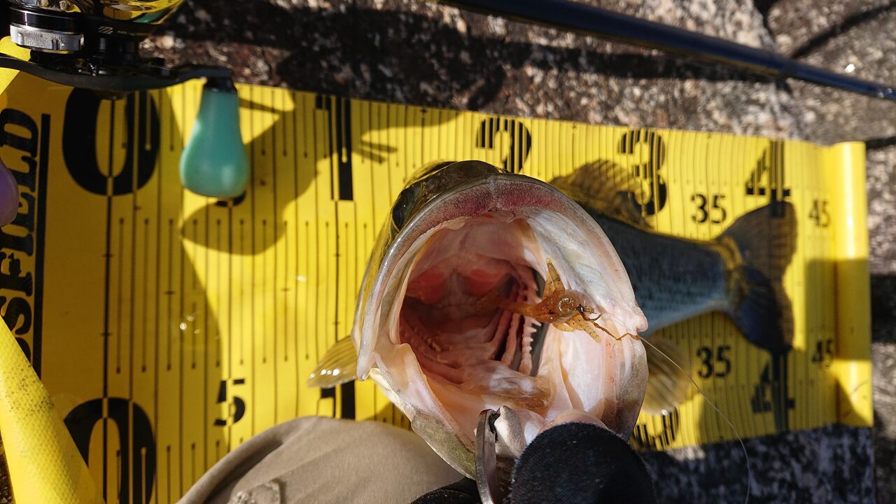 15ボーズでストーップ 釣れちょびー 京都山科の釣具屋バスフィールド