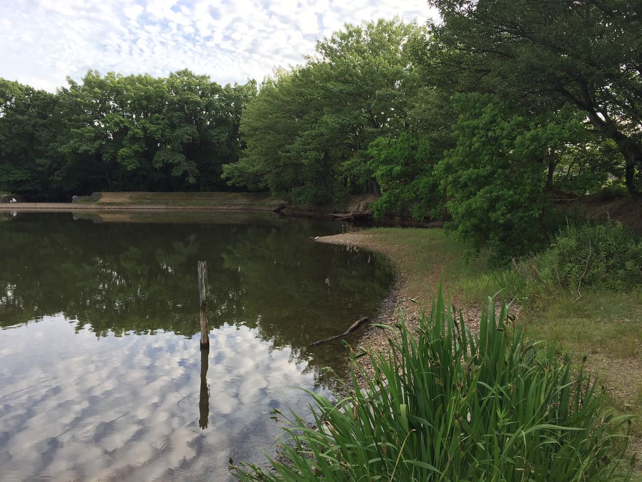 17 6 8 9 木 金 尾張地方河川4 5戦目 ランカーナマズ 捕獲 6 9 金 愛知県野池6戦目 懐かしの小幡緑地 下剋上 大江川バス釣り釣行記