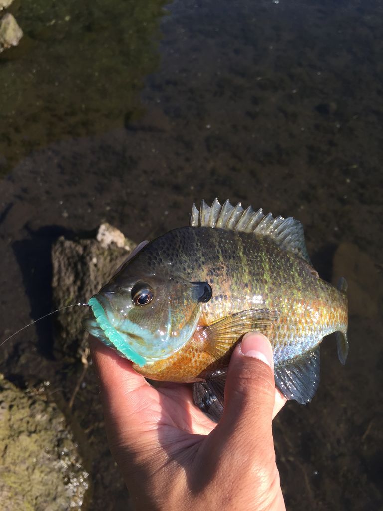 16 6 18 河口湖2戦目 ポーク最高ですね 下剋上 大江川バス釣り釣行記