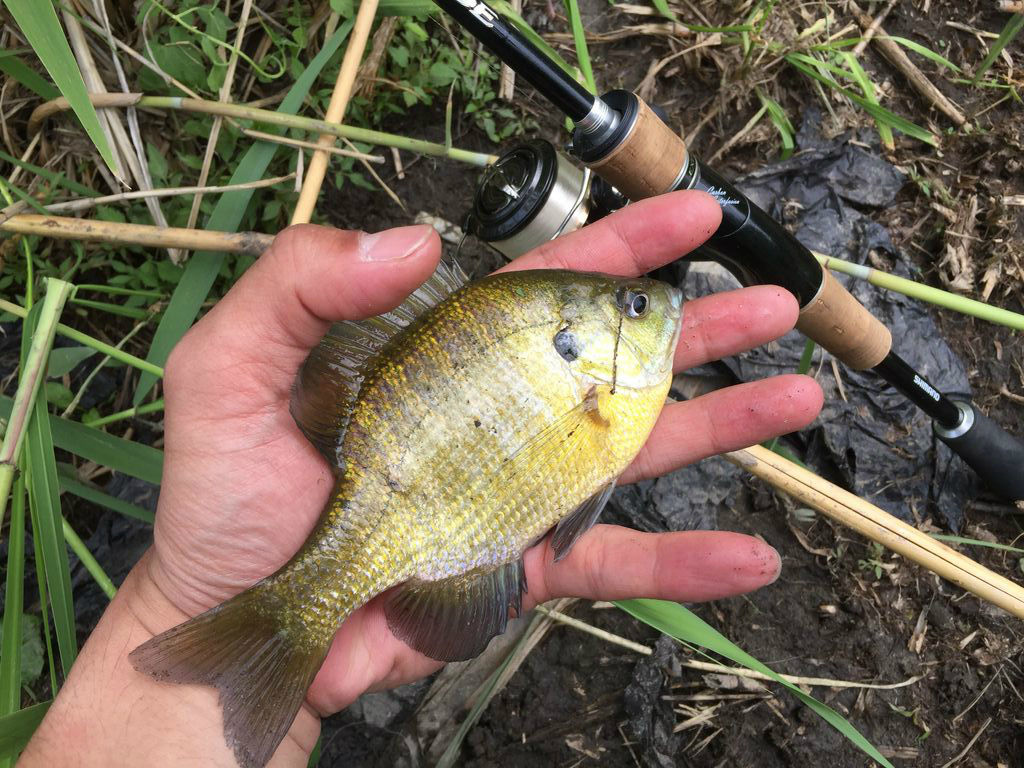 18 5 5 6 土日 大江川水系釣行 記録のみ 下剋上 大江川バス釣り釣行記