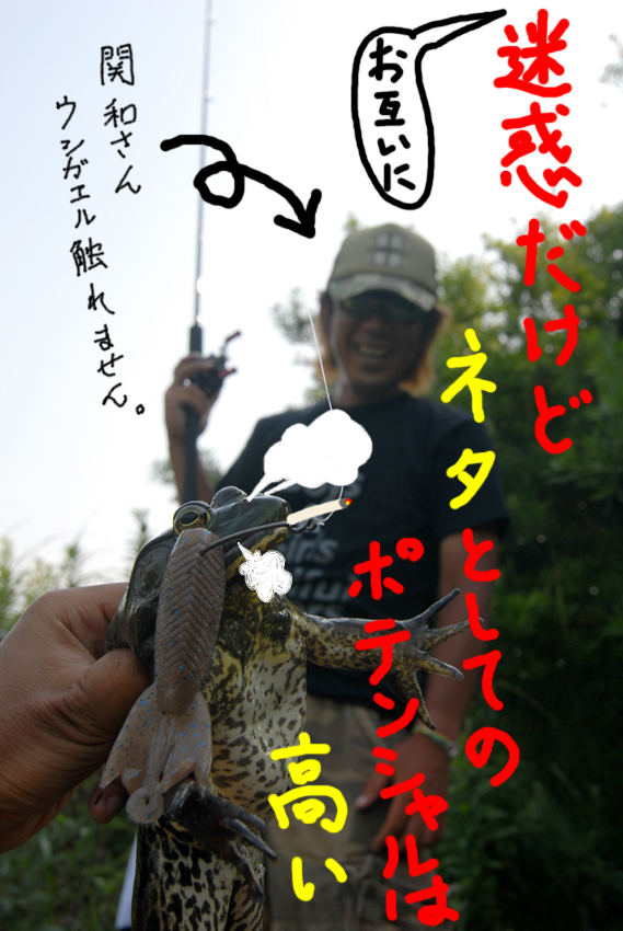 kaeru