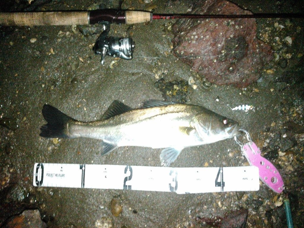 表浜名湖シーバス 爆風 外道 小物の五目釣り