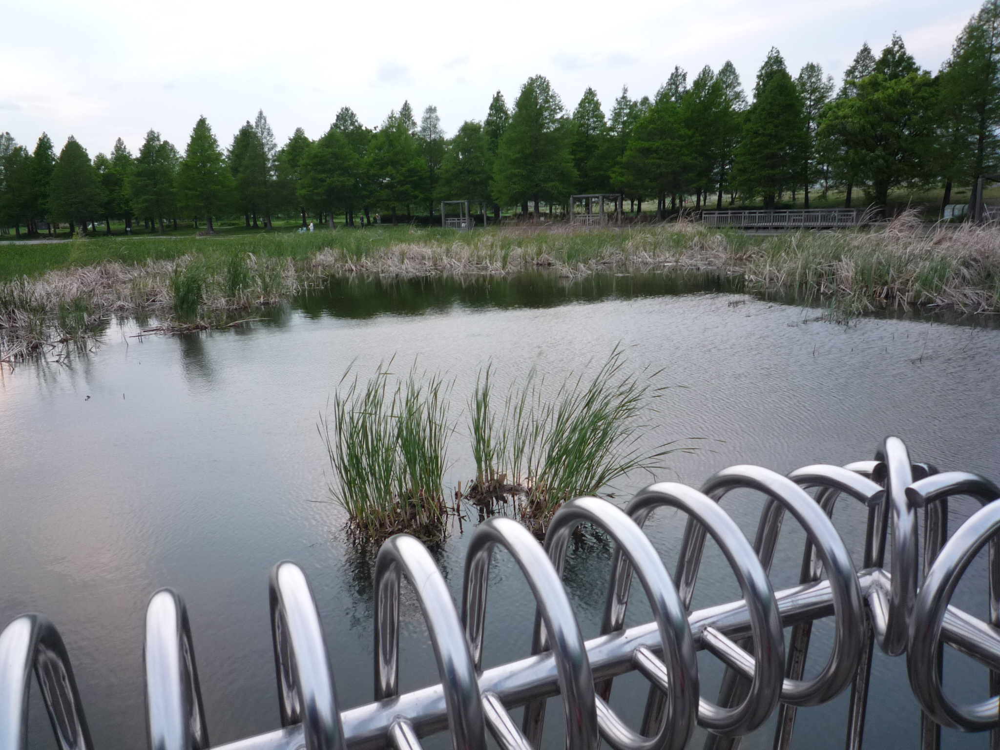 都内 足立 舎人公園 埼玉県バス釣り ポイント紹介ブログ