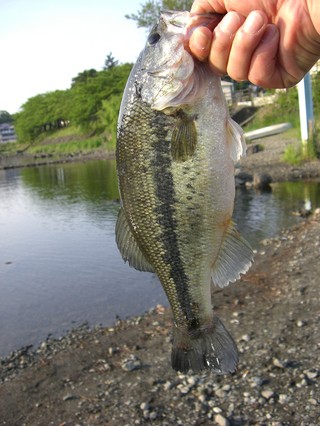 釣行日記 河口湖 埼玉県バス釣り ポイント紹介ブログ