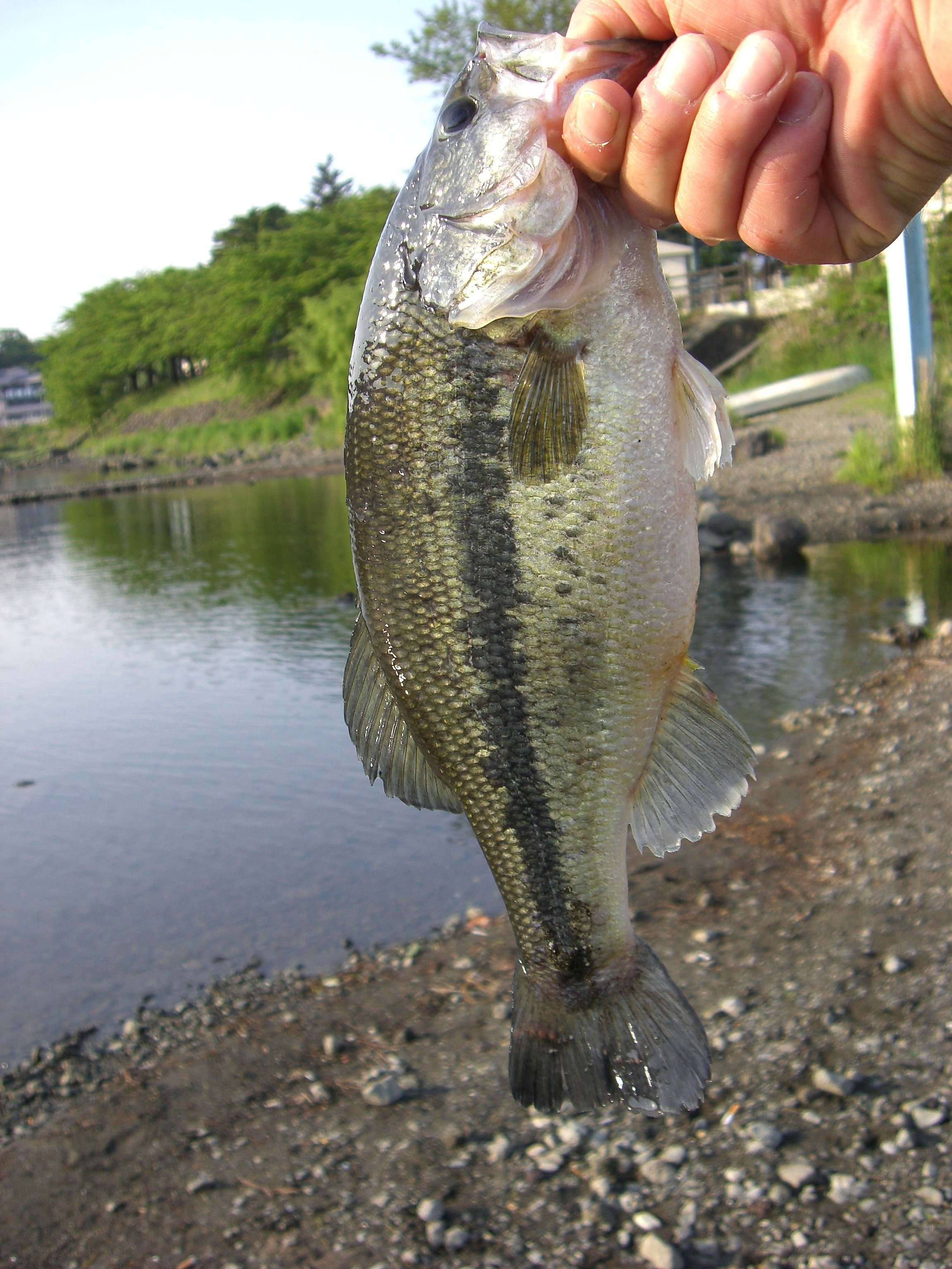 番外編 05 21 河口湖 釣果 ポイント 埼玉県バス釣り ポイント紹介ブログ