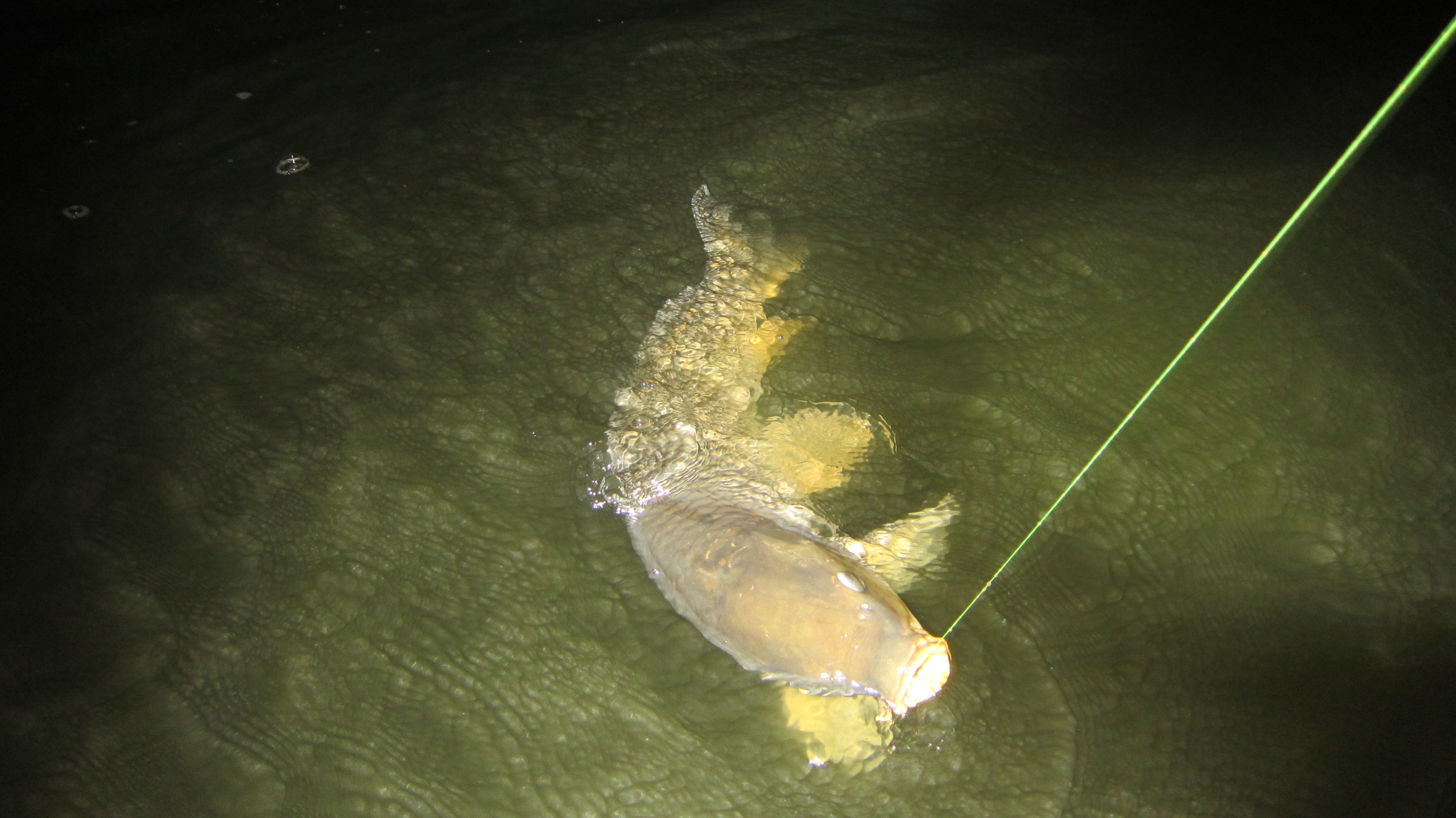鯉釣り 12 09 29 埼玉県バス釣り ポイント紹介ブログ
