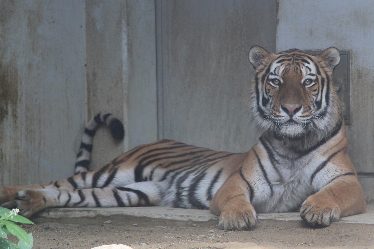 広島遠征18 8 けもフレコラボ福山動物園 18 8 12 ばたぬの撮影記録 広島遠征18 8 けもフレコラボ福山動物園 18 8 12 ばたぬの撮影記録