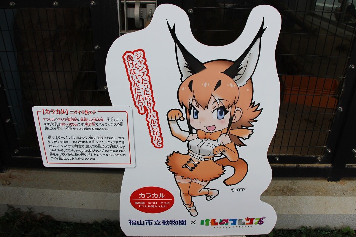 広島遠征18 8 けもフレコラボ福山動物園 18 8 12 ばたぬの撮影記録 広島遠征18 8 けもフレコラボ福山動物園 18 8 12 ばたぬの撮影記録