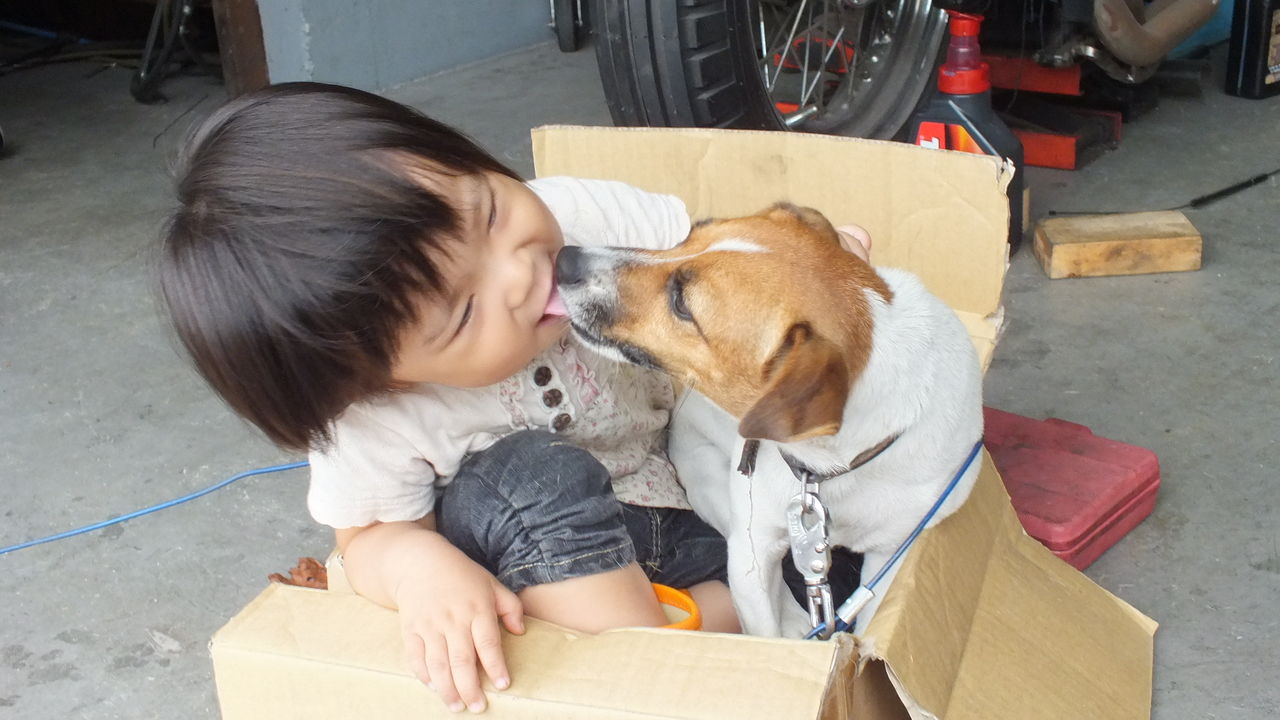 犬も子供も小さい箱すきなんですかね Batcompany バットカンパニー