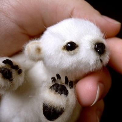 かわいい子熊の画像を貼っていくスレ 芝生速報www かわいい子熊の画像を貼っていくスレ 芝生速報www
