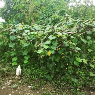 IMG_20181025_192034_652