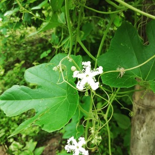 IMG_20181027_082256_721