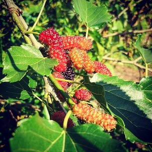 IMG_20181031_181436_355