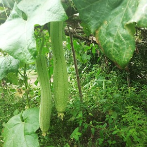 IMG_20181025_192034_653