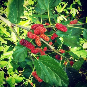 IMG_20181031_181436_350