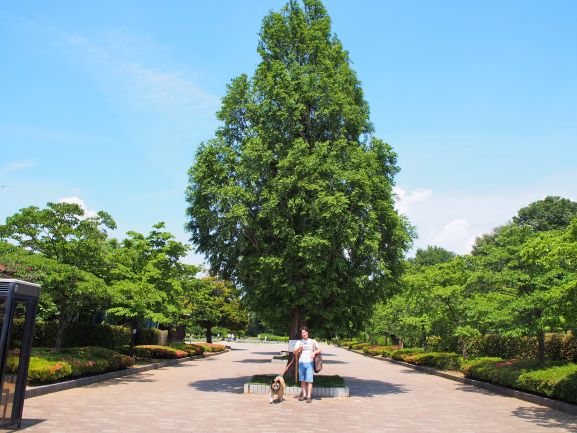 せせらぎ菖蒲園 山崎公園 でランチ の巻 ばってんバランス日記 せせらぎ菖蒲園 山崎公園 でランチ の巻 ばってんバランス日記