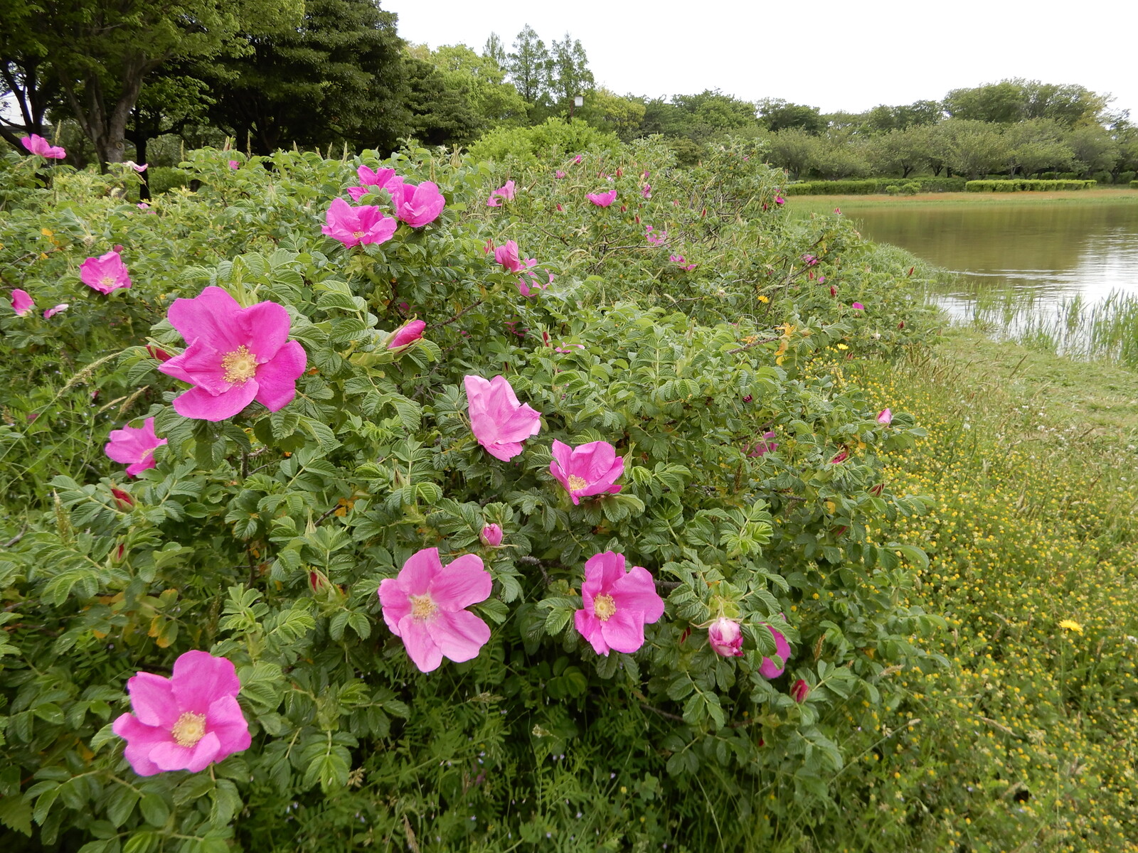ハマナスの花が咲きました つや姫日記のブログ3 ハマナスの花が咲きました つや姫日記のブログ3
