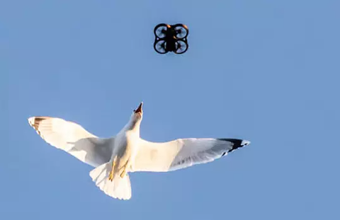 Un drone attaqué par un oiseau
