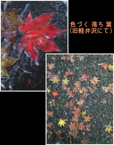 雨に濡れる紅葉