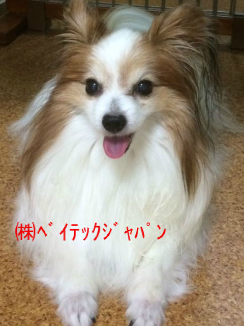 BlogPaint
