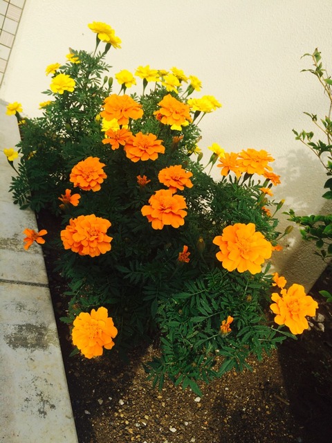 新2