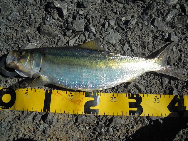 ホワイトバスとイエローバス・・・ブラックバスは?? : Lucky Strike