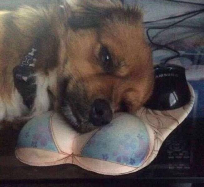 犬のお気に入りの枕 ネタ画像倉庫 犬のお気に入りの枕 ネタ画像倉庫