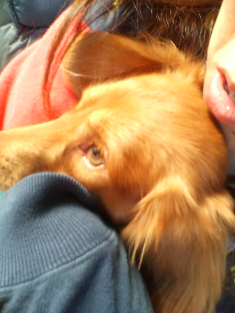 色素が薄い犬 その日暮し