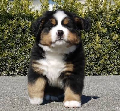 大型犬の子犬を貼ってくだけのスレ ハムカツニュース