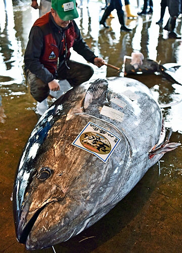 話題 バケモンかと 巨大マグロ水揚げ ４４６キロ 勝浦で過去最大 和歌山 ハムカツニュース