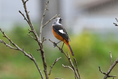 201107D5K_7226_2495_s