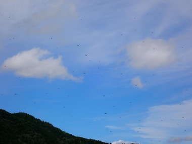 200914P9140845_s