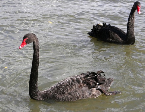 Black_swans