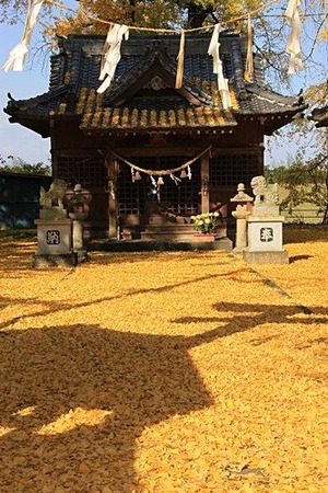 普現寺・いちょう 1079