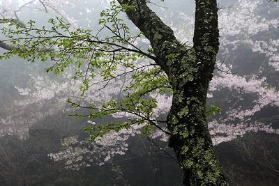 野津原別府霧霧 9017