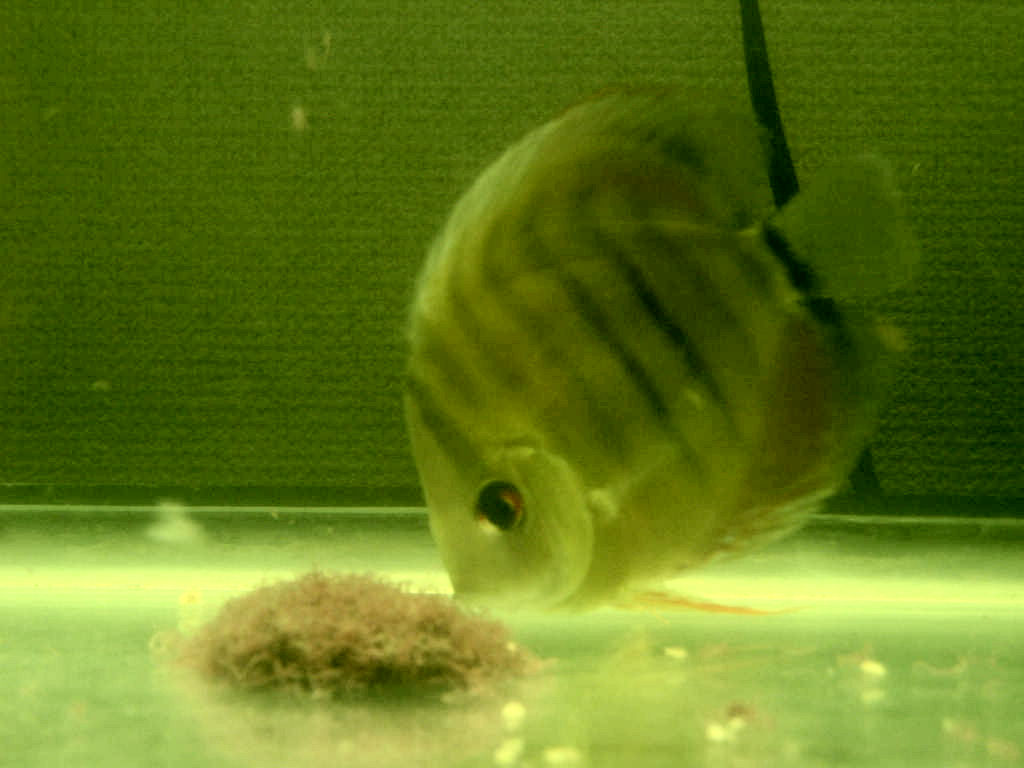 食べてますか がんばるディスカス